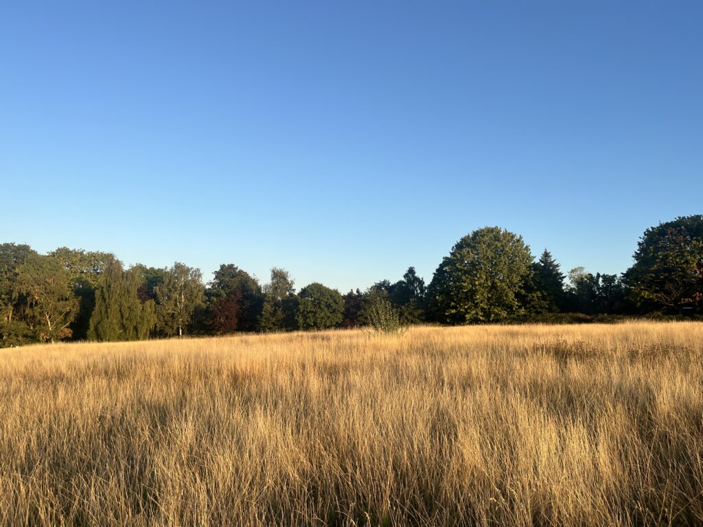 A picture of a field in autumn